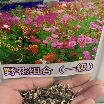 野花组合种子耐寒花籽乡村道路绿化景观花种籽子