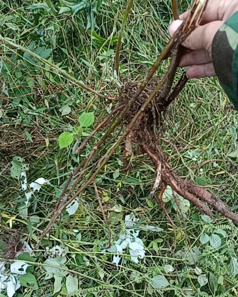 苎麻根野生鲜货现挖现发大山里采挖天然药材