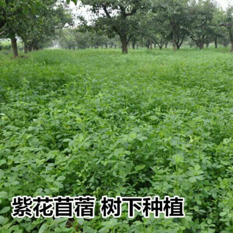 紫花苜蓿种子多年生四季牧草种子进口种子鸡鸭鹅牛羊马兔鱼等
