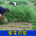紫花苜蓿种子多年生四季牧草种子进口种子鸡鸭鹅牛羊马兔鱼等
