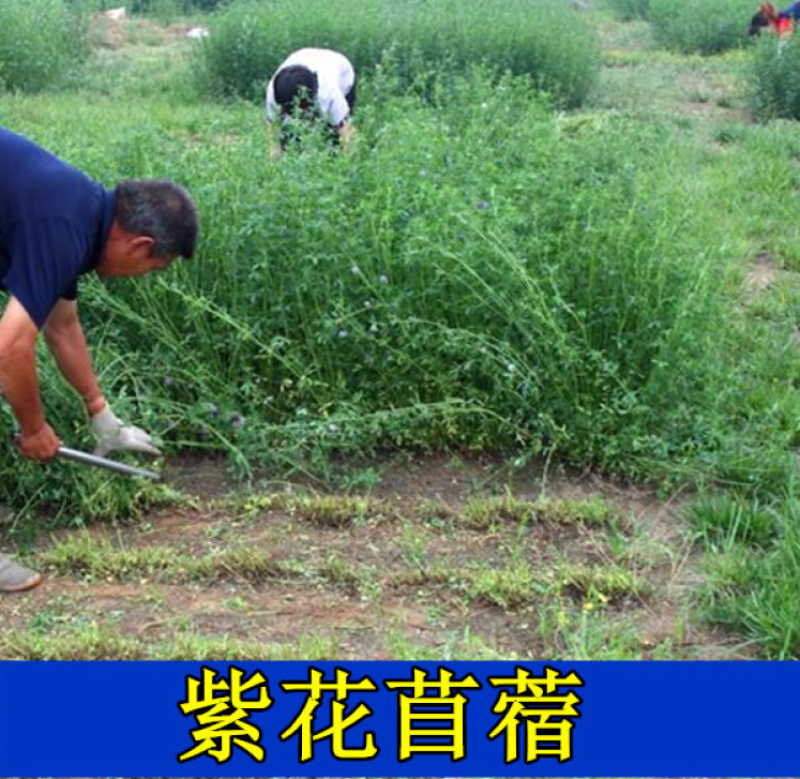 紫花苜蓿种子多年生四季牧草种子进口种子鸡鸭鹅牛羊马兔鱼等