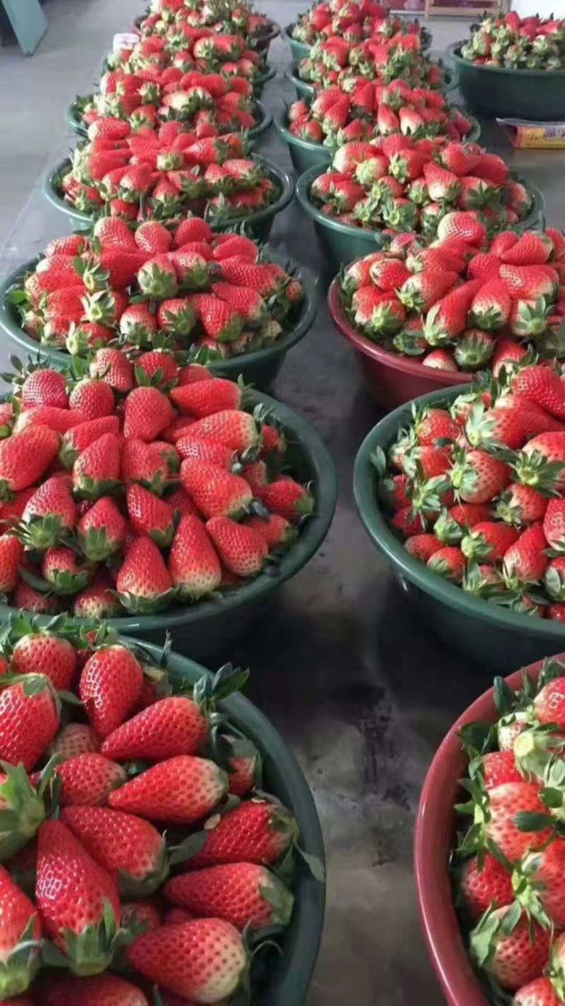 假植草莓苗优质补苗品种红颜章姬隋珠妙香白雪公主