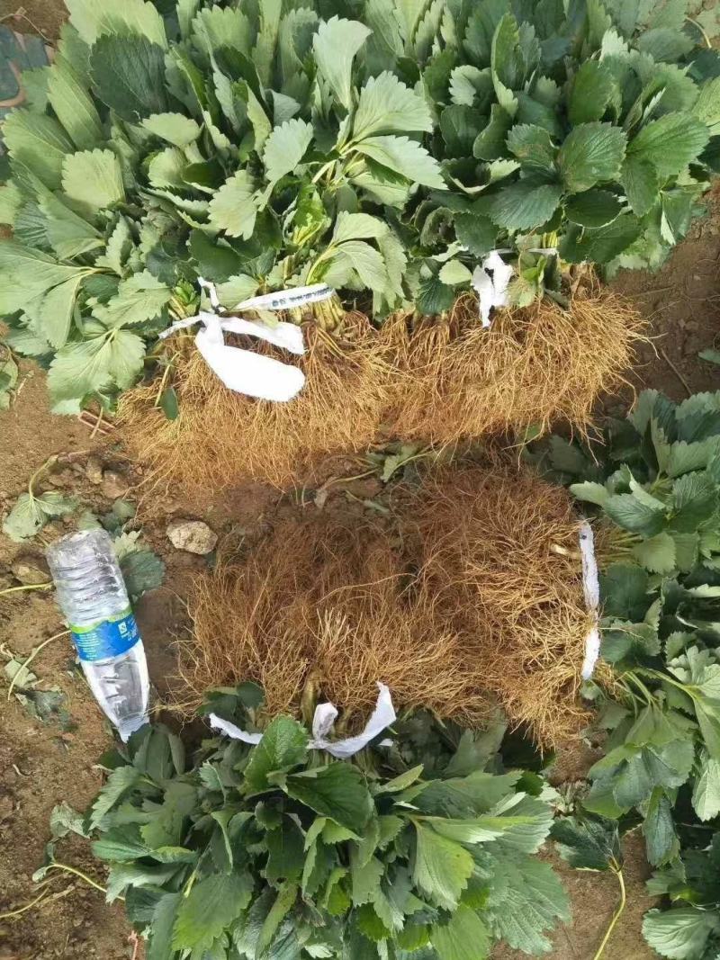 假植草莓苗优质补苗品种红颜章姬隋珠妙香白雪公主