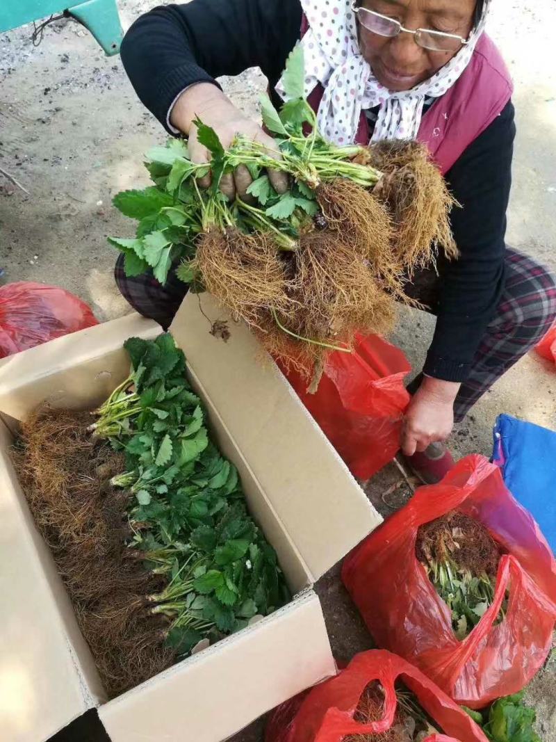 假植草莓苗优质补苗品种红颜章姬隋珠妙香白雪公主