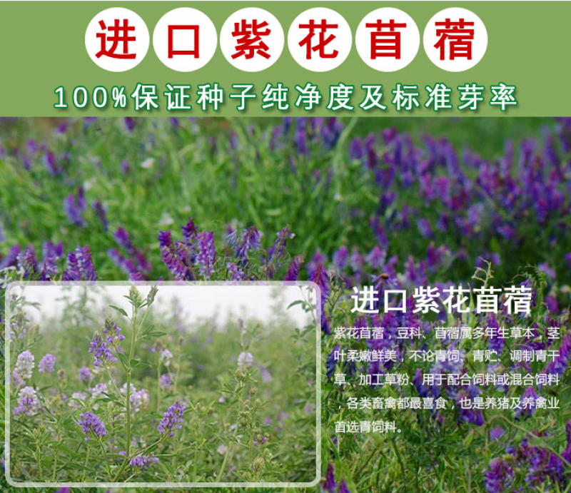 紫花苜蓿种子多年生四季牧草种子进口种子鸡鸭鹅牛羊马兔鱼等