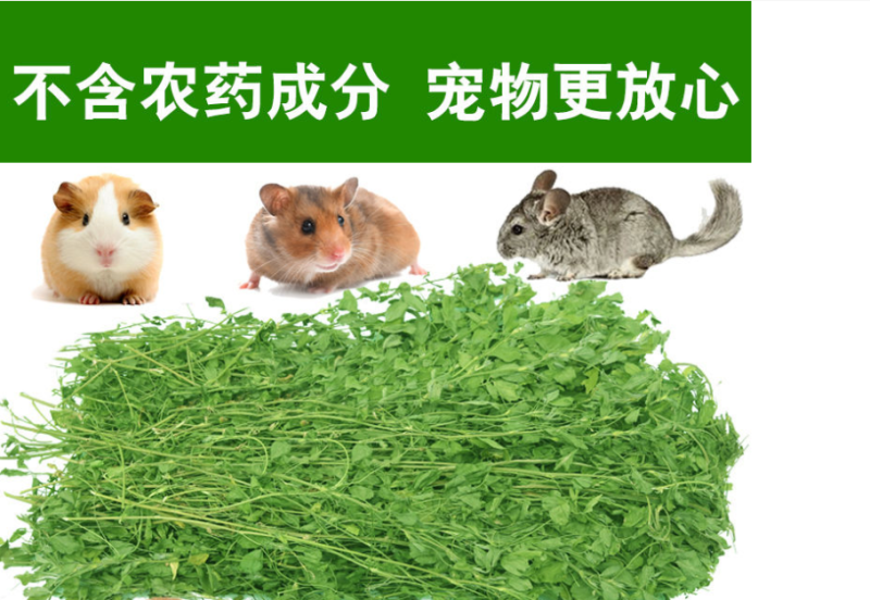 紫花苜蓿种子多年生四季牧草种子进口种子鸡鸭鹅牛羊马兔鱼等