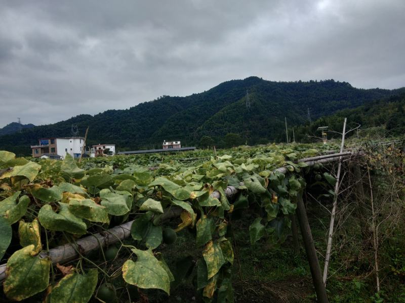 本人代办罗汉果鲜果，地头批发