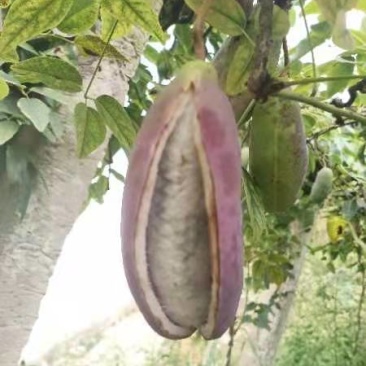 八月瓜贵州生态种植