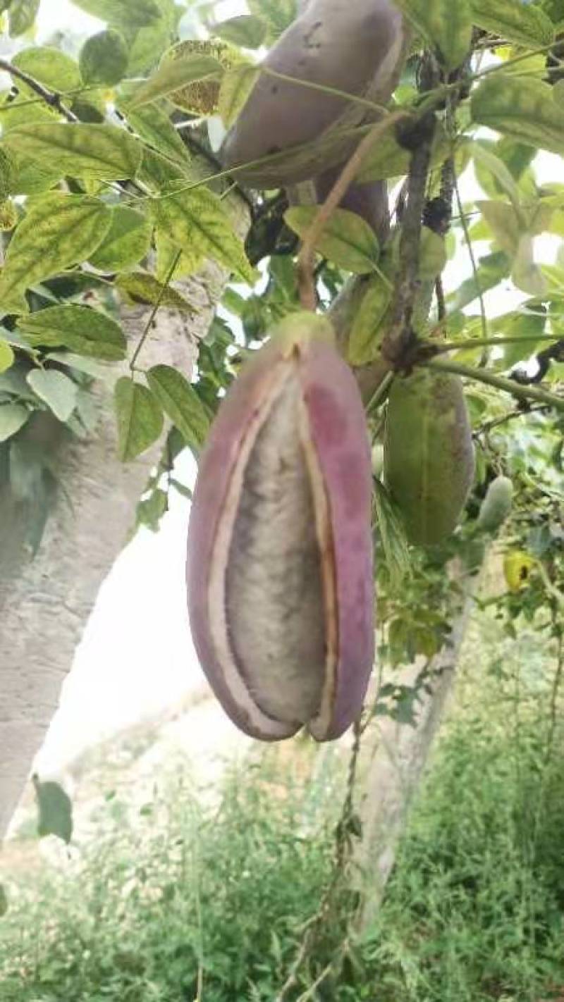 八月瓜贵州生态种植