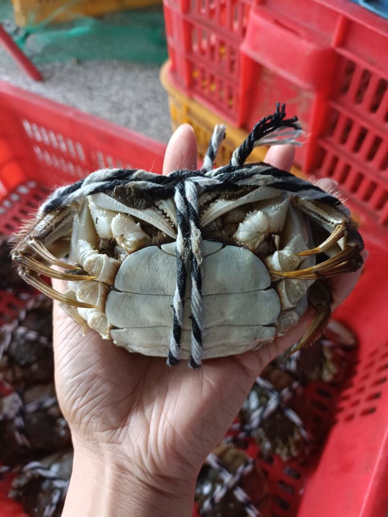 湖北洪湖清水大闸蟹鲜活螃蟹礼盒包装顺丰