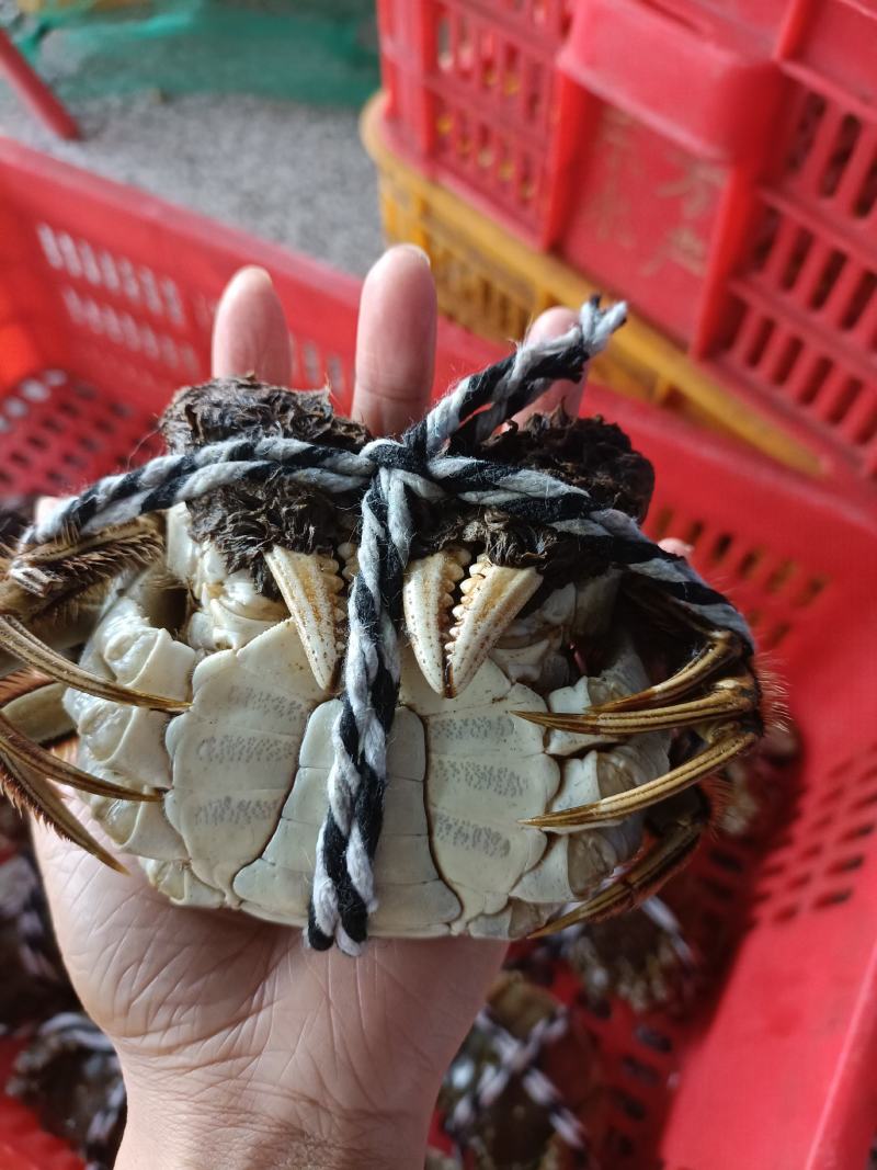 湖北洪湖清水大闸蟹鲜活螃蟹礼盒包装顺丰