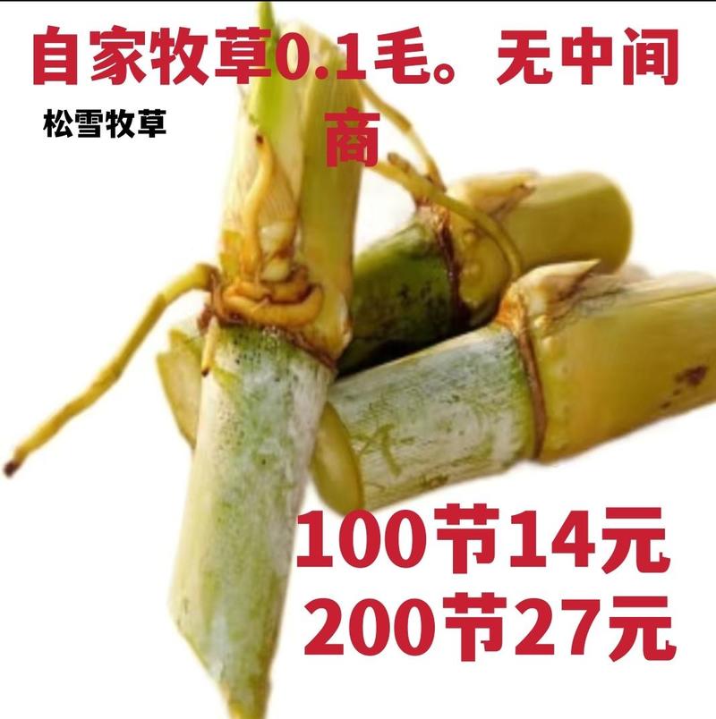 巨菌草种节牧草16元一件100节货源充足品质保证量大从优