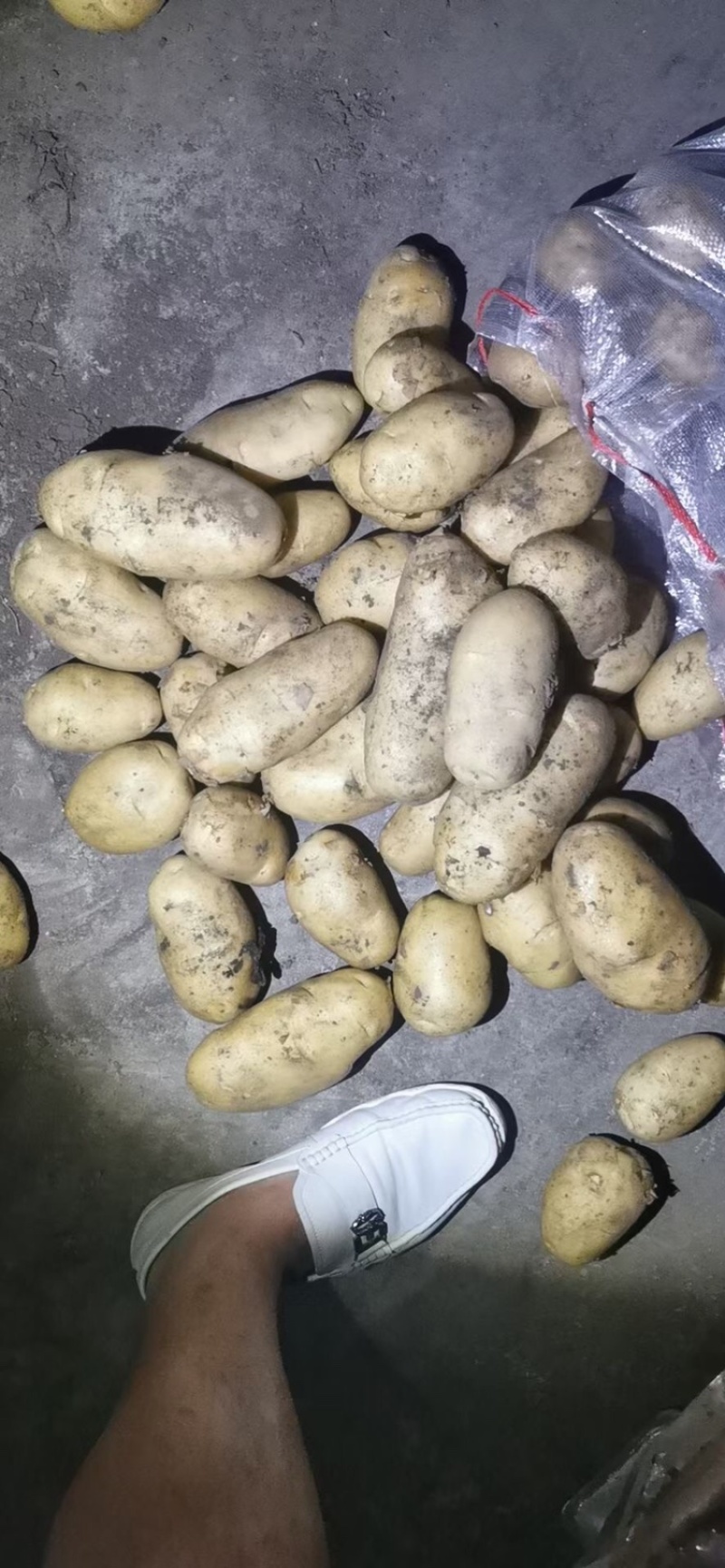 袋装，箱装，各种规格土豆