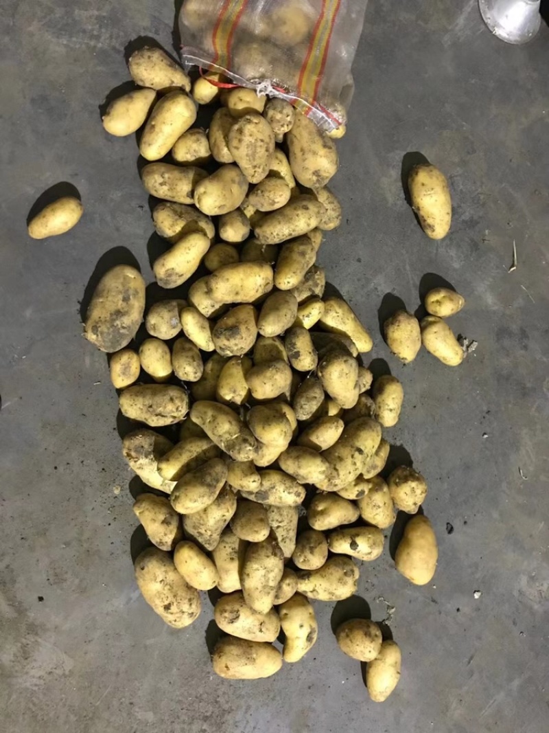 袋装，箱装，各种规格土豆