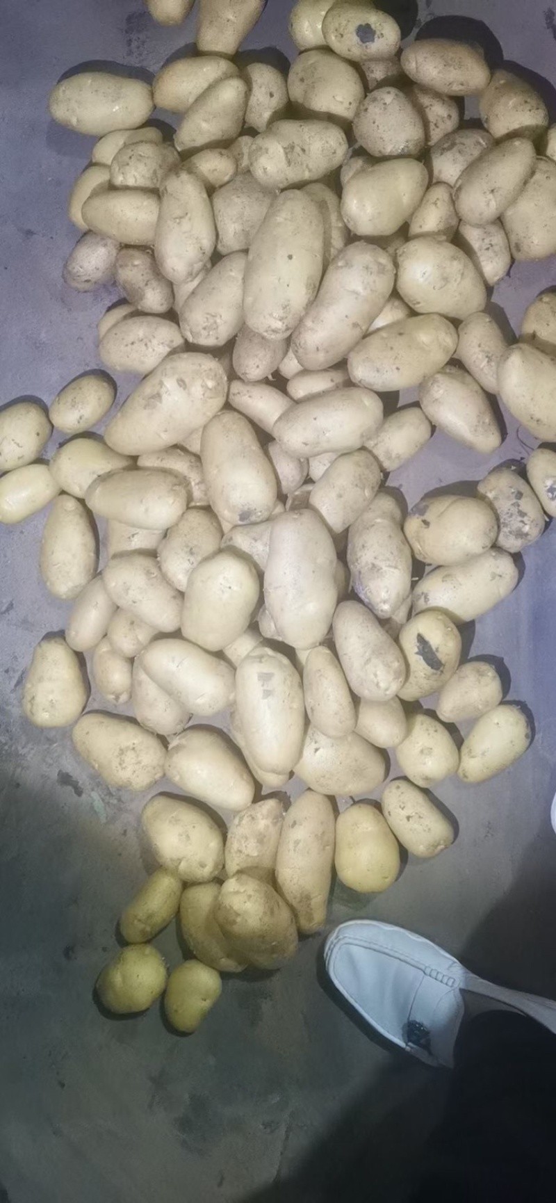 袋装，箱装，各种规格土豆