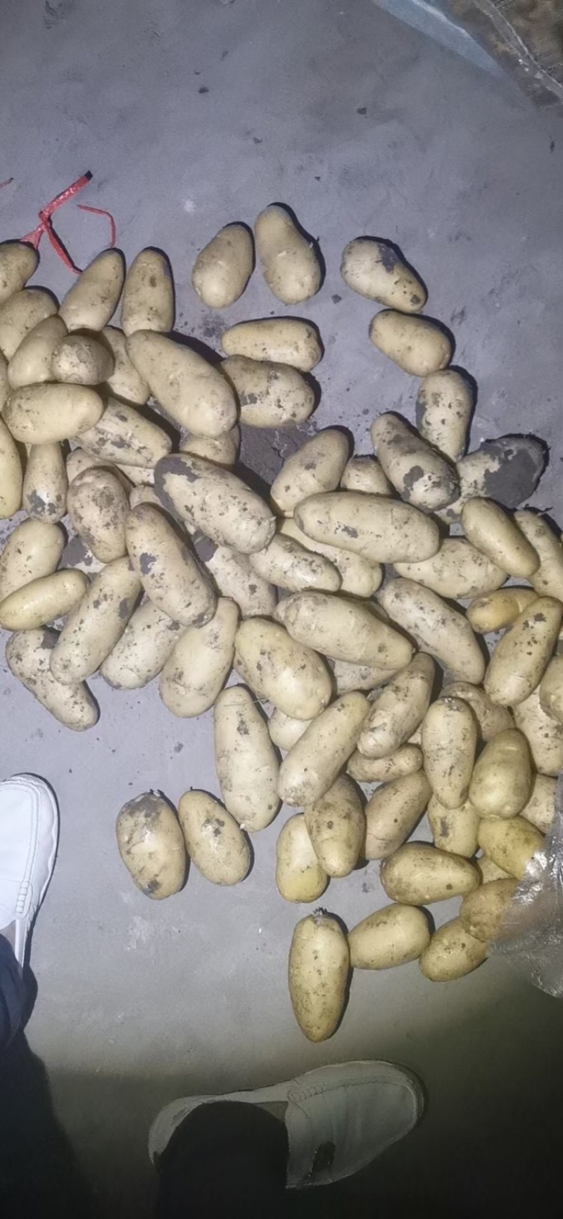 袋装，箱装，各种规格土豆