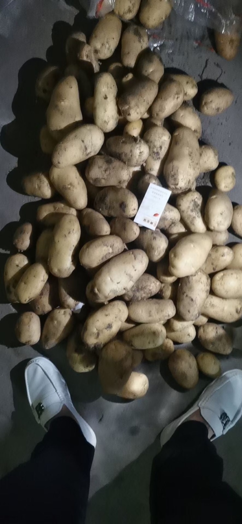 袋装，箱装，各种规格土豆