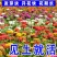 百日草花种子百日菊火球花四季易种庭院阳台种子景观花海