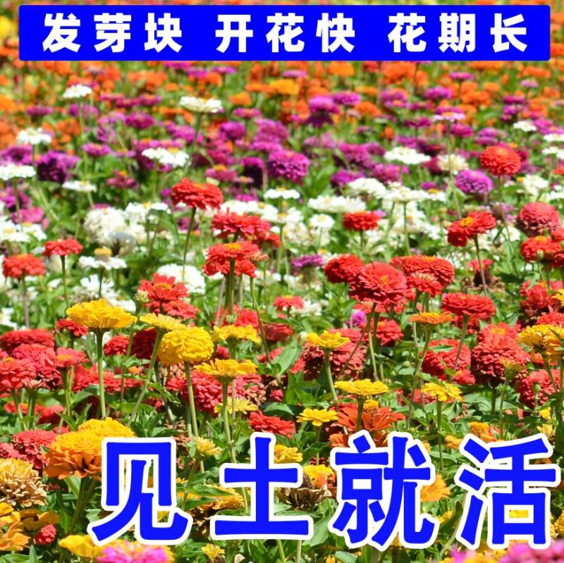 百日草花种子百日菊火球花四季易种庭院阳台种子景观花海
