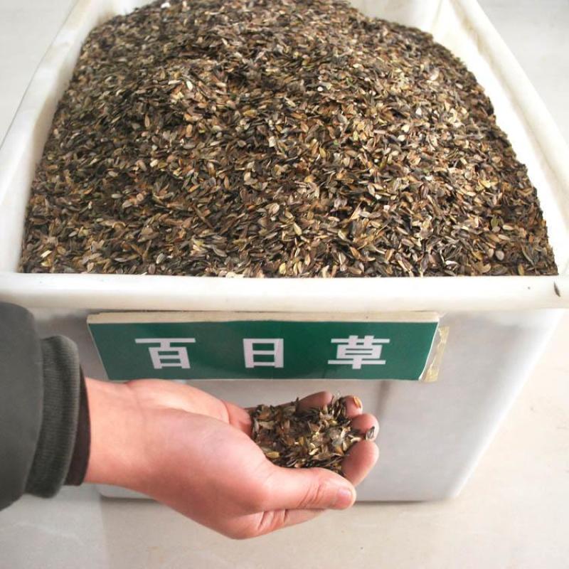 百日草花种子百日菊火球花四季易种庭院阳台种子景观花海