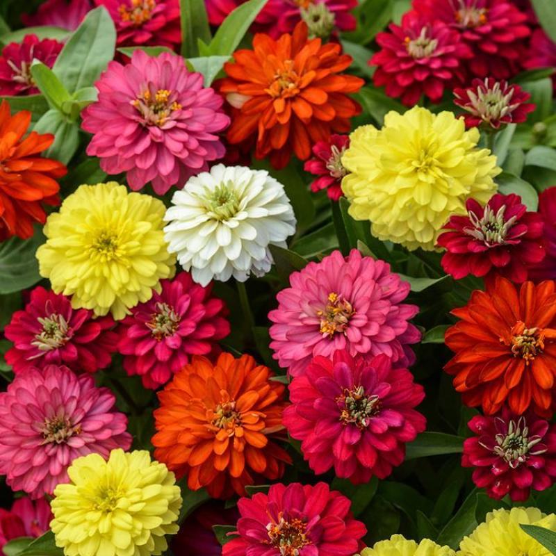 百日草花种子百日菊火球花四季易种庭院阳台种子景观花海