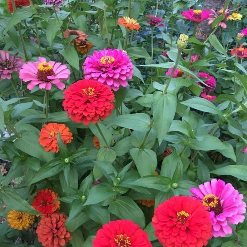 百日草花种子百日菊火球花四季易种庭院阳台种子景观花海