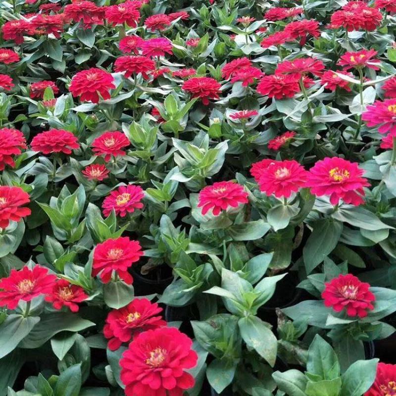 百日草花种子百日菊火球花四季易种庭院阳台种子景观花海