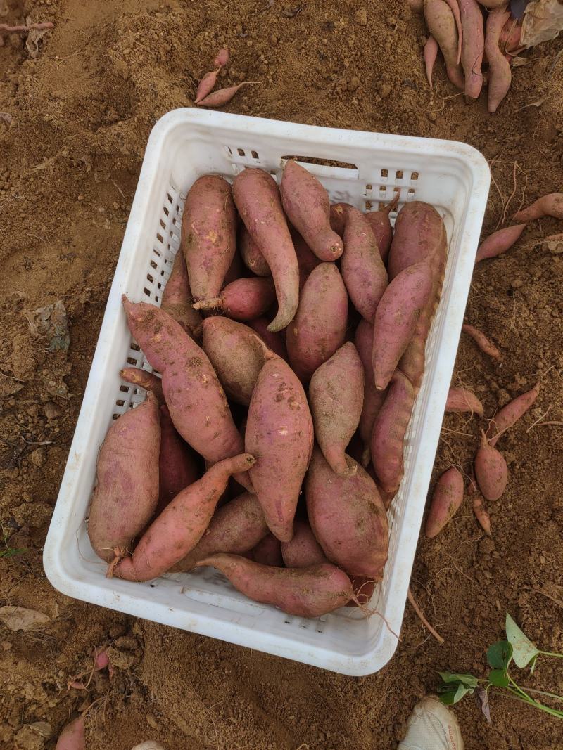 山东西瓜红蜜薯沙土地新鲜现挖条形好糖化快地瓜红薯