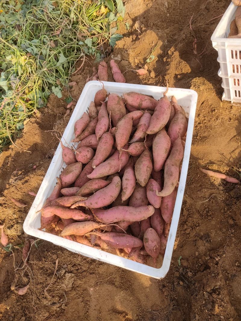 山东西瓜红蜜薯沙土地新鲜现挖条形好糖化快地瓜红薯