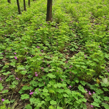 红花草又名紫云英，醡浆草耐旱，耐活。量大从优。