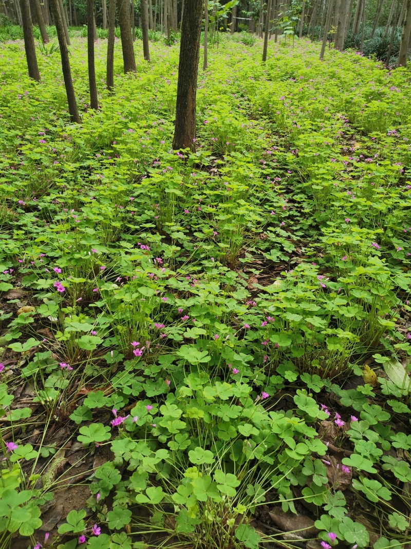 红花草又名紫云英，醡浆草耐旱，耐活。量大从优。