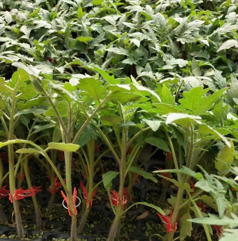 大红西红柿苗【预定嫁接苗】先正达齐达利番茄苗大红番茄苗