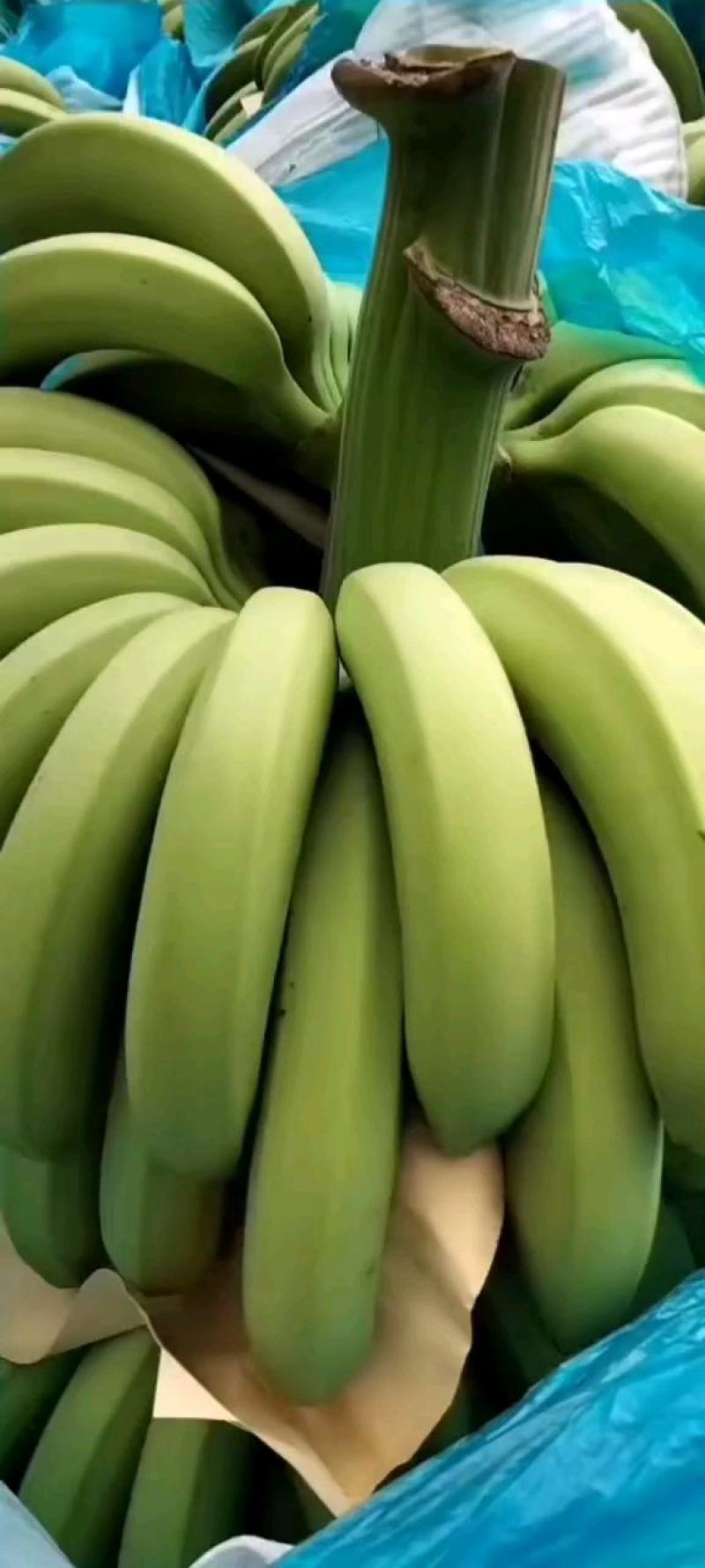 香蕉