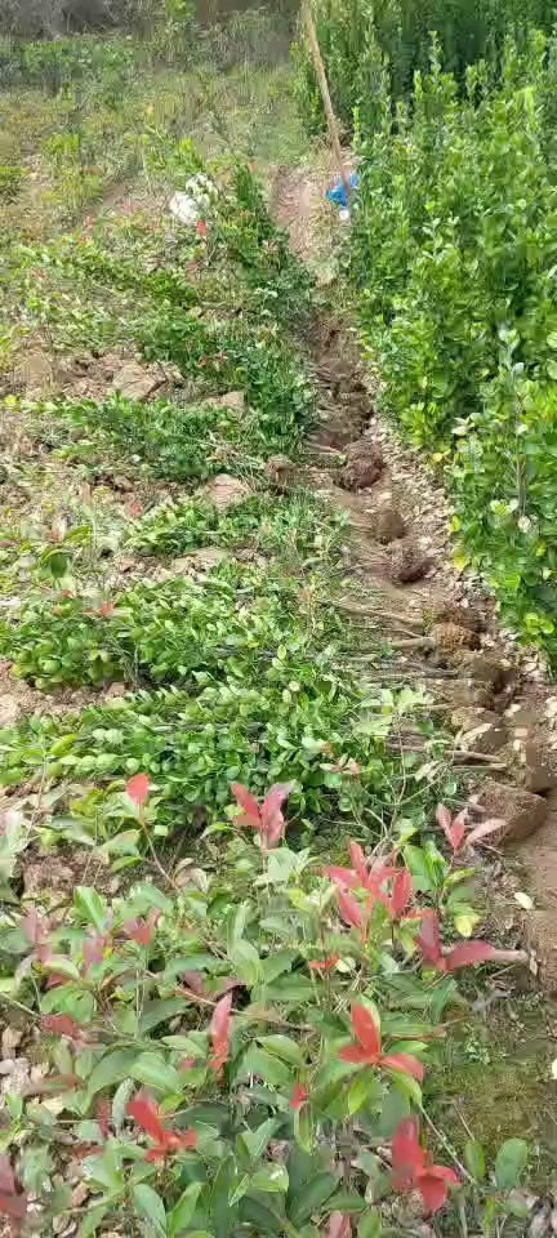 北海道黄杨小苗，北海道黄杨床苗价格，北海道黄杨基地直销。