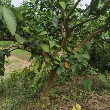 橘子树大量出售