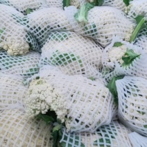 肥城市菜花