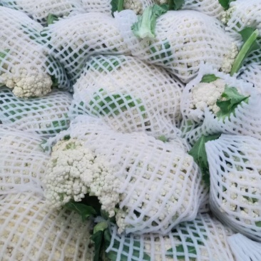 肥城市菜花