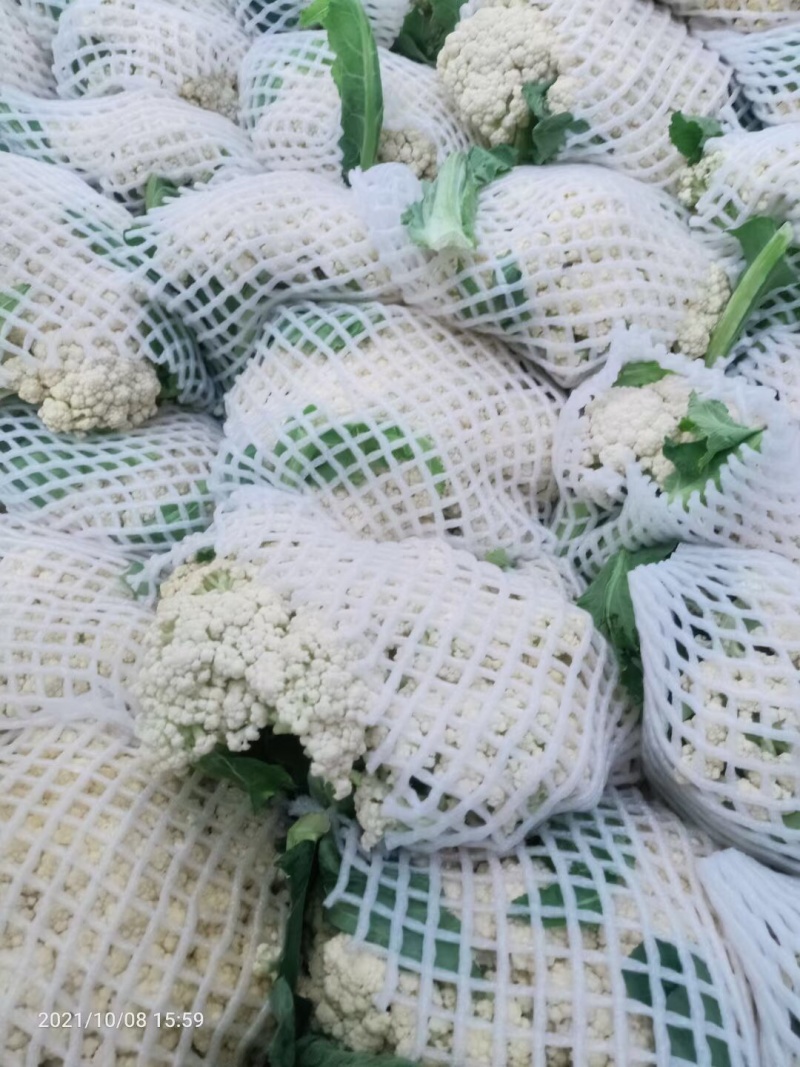 肥城市菜花