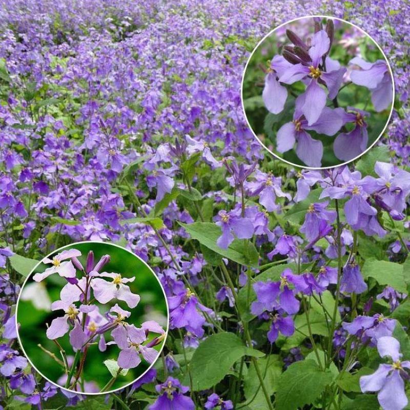 二月兰种子诸葛菜菜子花二月蓝种子四季易种种子景观花海