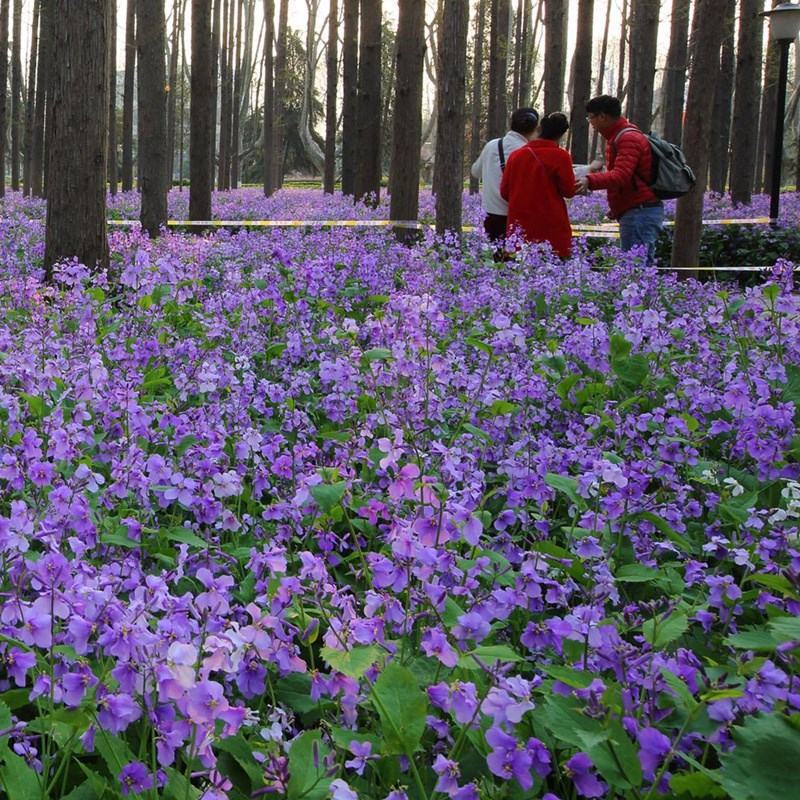 二月兰种子诸葛菜菜子花二月蓝种子四季易种种子景观花海