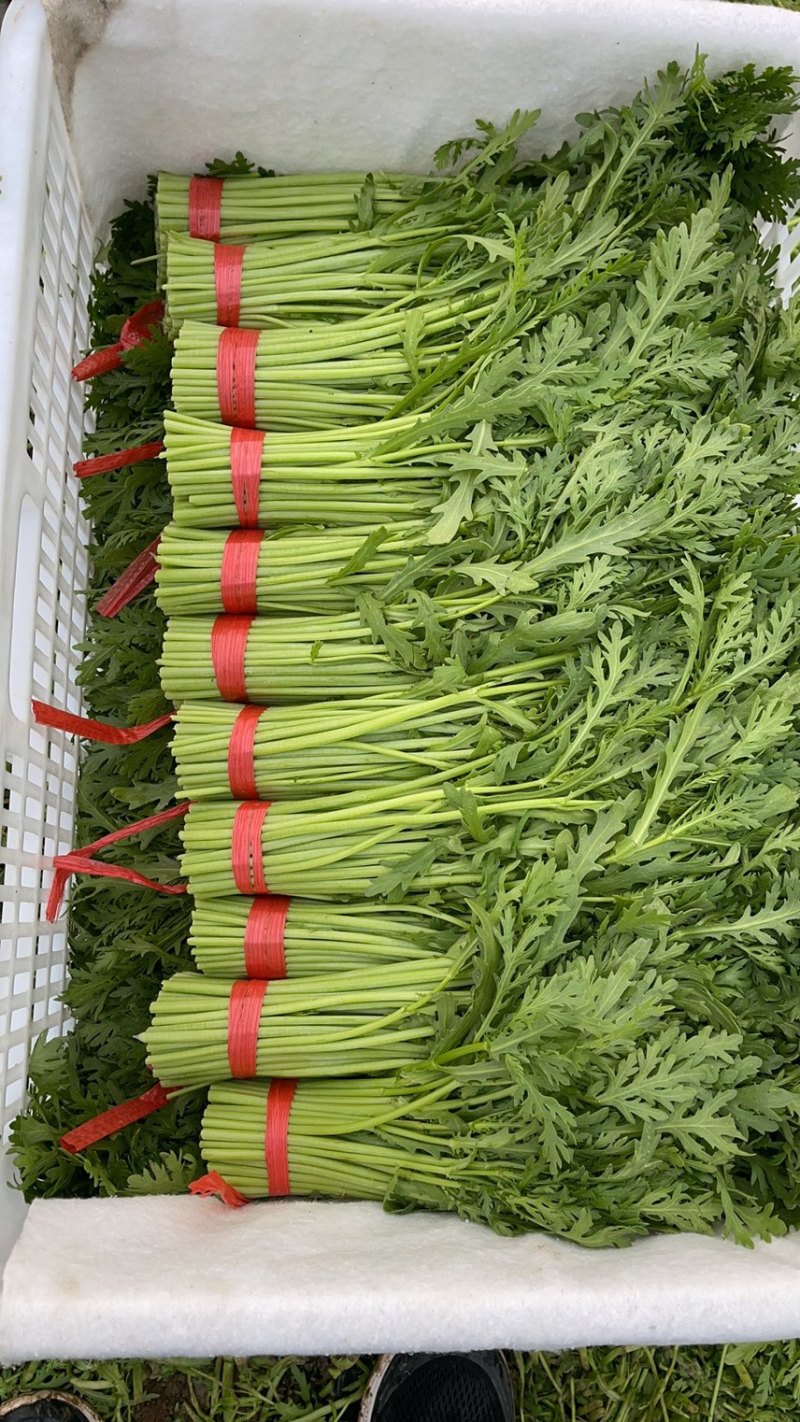 专业常年购销精品茼蒿