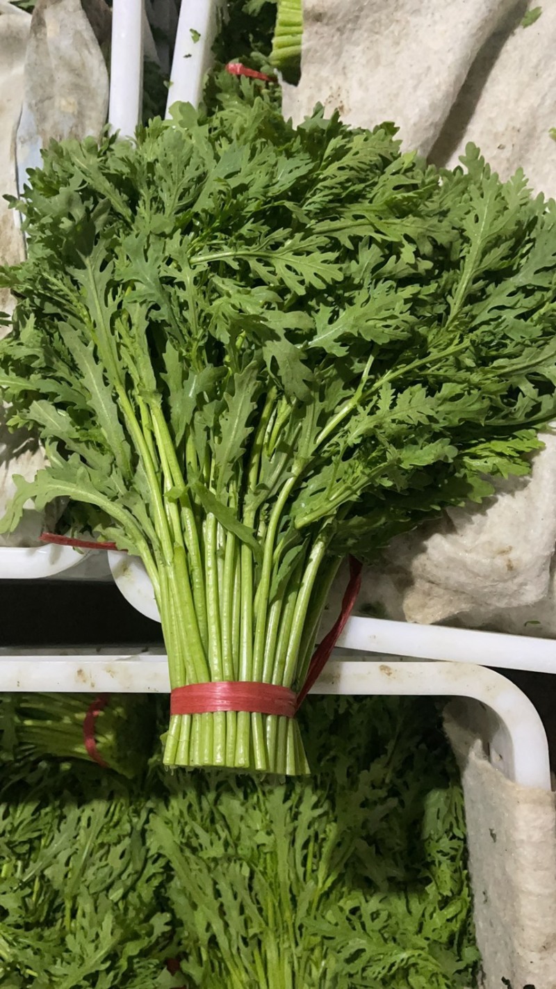 专业常年购销精品茼蒿