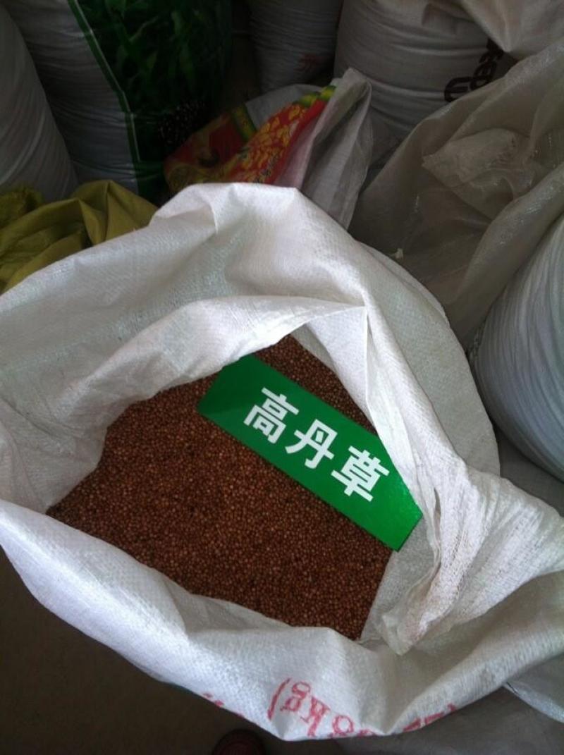 高丹草种子苏丹草种子四季牧草种子牛羊饲料鱼草籽量大优惠
