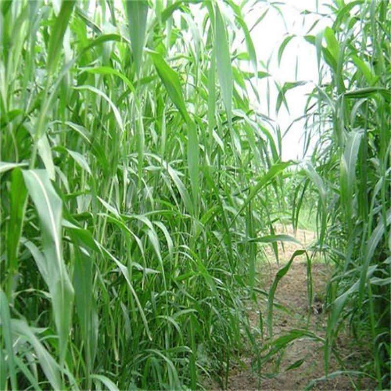 高丹草种子苏丹草种子四季牧草种子牛羊饲料鱼草籽量大优惠
