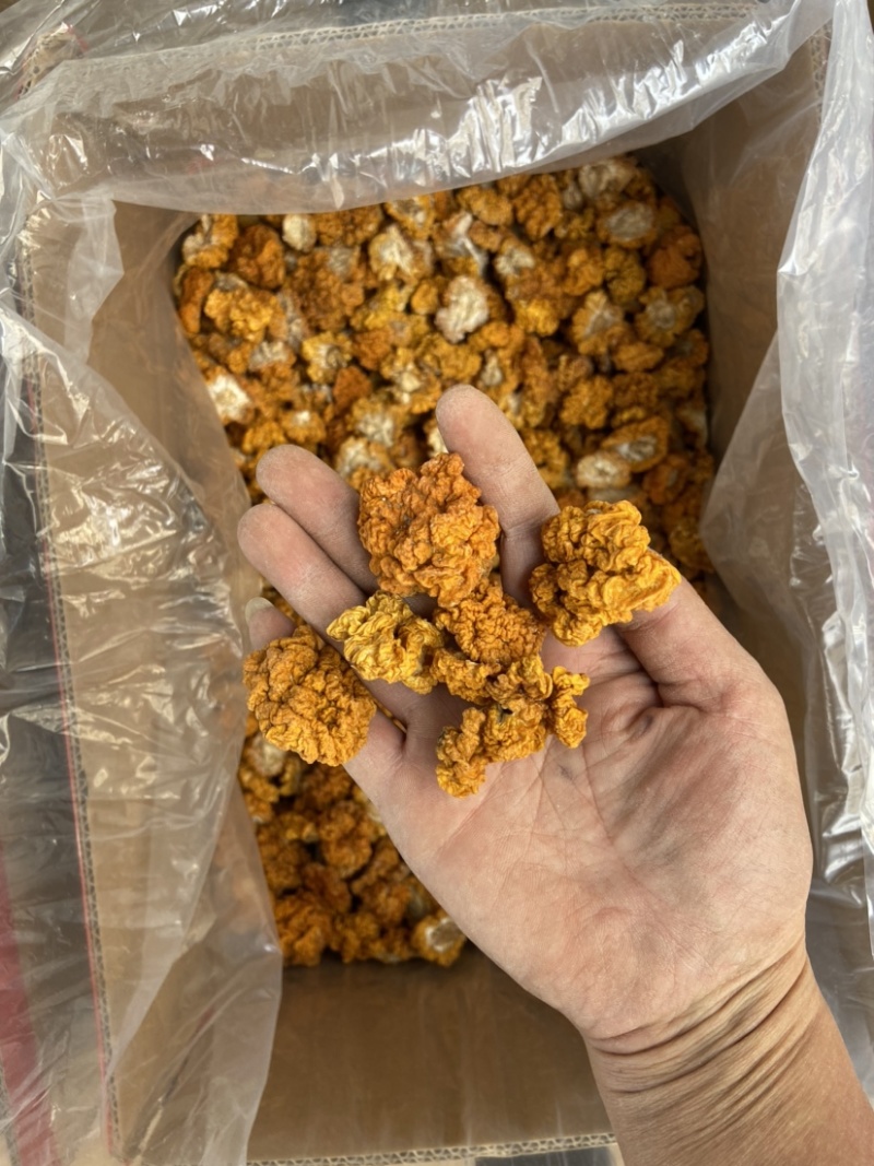 云南金耳黄耳产地直销