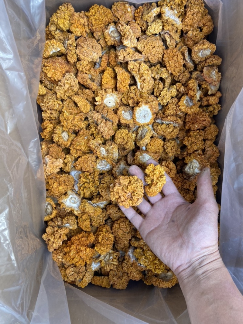云南金耳黄耳产地直销
