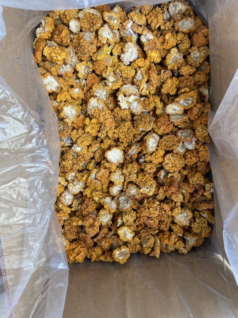 云南金耳黄耳产地直销
