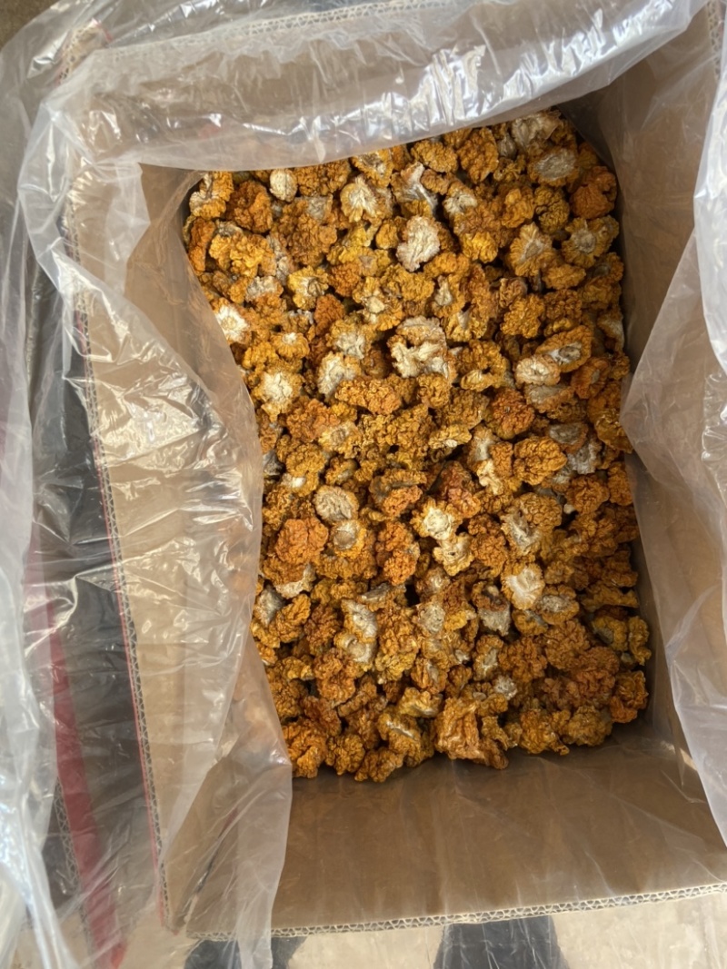 云南金耳黄耳产地直销