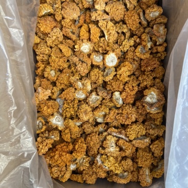 云南金耳黄耳产地直销
