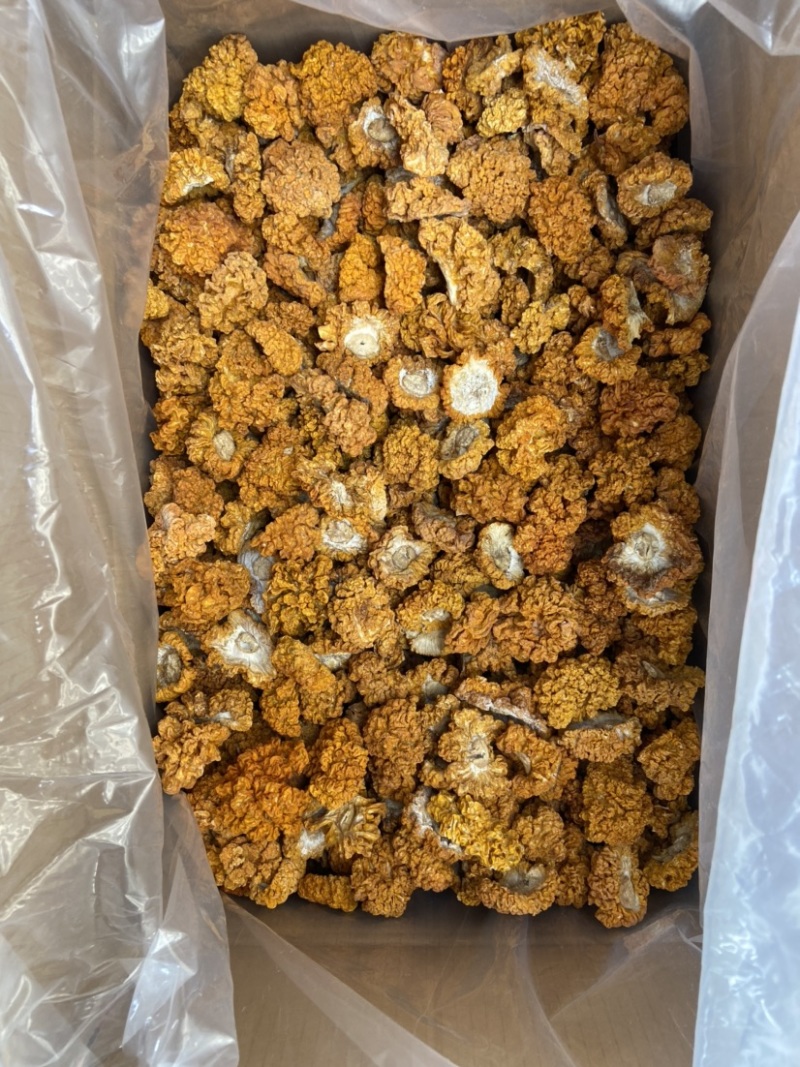 云南金耳黄耳产地直销